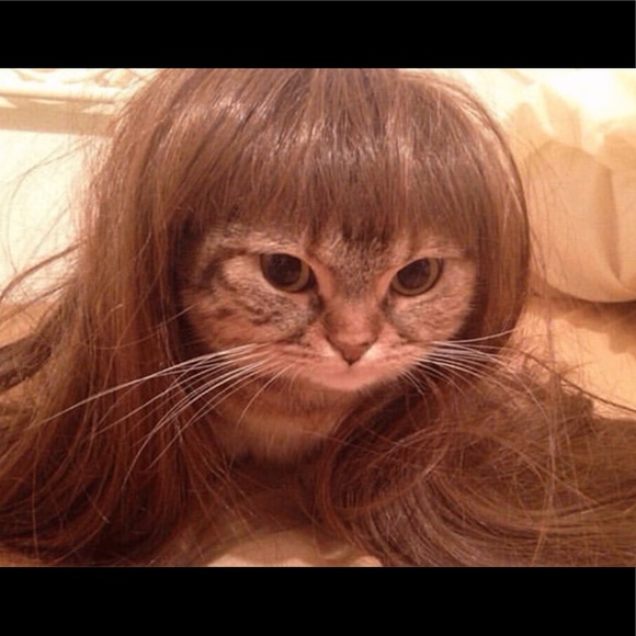 Meet your Posher, Darby - Picture 1 of 1